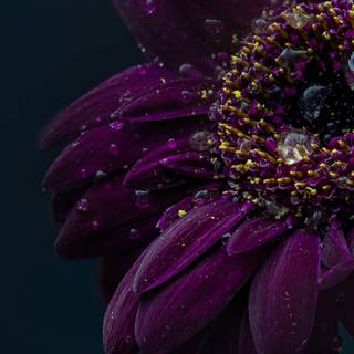 Purple springs wallpaper