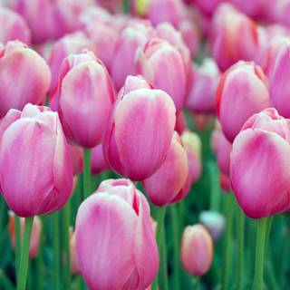 Purple springs wallpaper