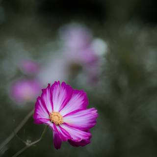 Purple springs wallpaper