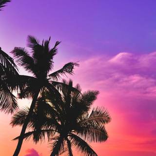 Summer purple aesthetic wallpaper