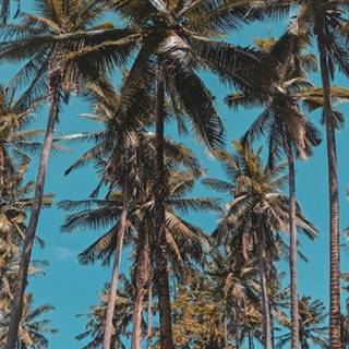 Summer 4k mobile wallpaper