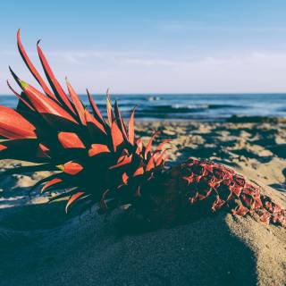 Summer aesthetic 4K wallpaper