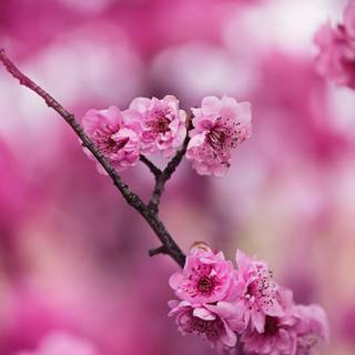 Blooming Cherry Blossoms wallpaper