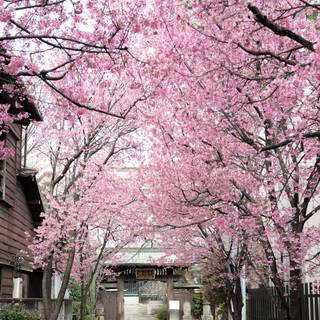 Blooming Cherry Blossoms wallpaper