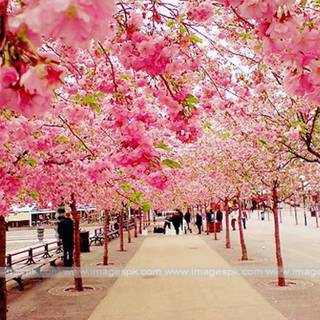 Blooming Cherry Blossoms wallpaper