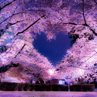 Blooming Cherry Blossoms wallpaper