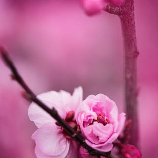 Blooming Cherry Blossoms wallpaper