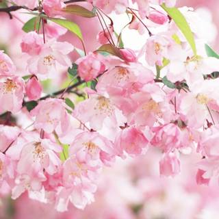 Blooming Cherry Blossoms wallpaper