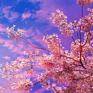Blooming Cherry Blossoms wallpaper