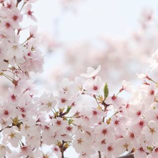 Blooming Cherry Blossoms wallpaper