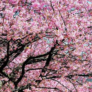 Blooming Cherry Blossoms wallpaper
