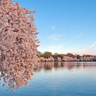 Blooming Cherry Blossoms wallpaper