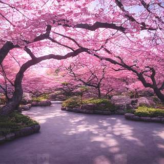 Blooming Cherry Blossoms wallpaper