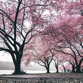 Blooming Cherry Blossoms wallpaper
