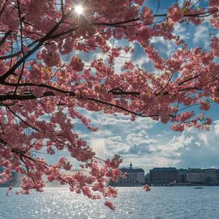 Blooming Cherry Blossoms wallpaper