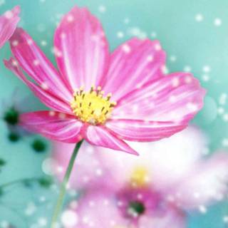 Spring flower iPhone wallpaper