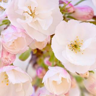 Spring flower iPhone wallpaper