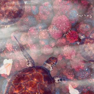 Spring turtle wallpaper