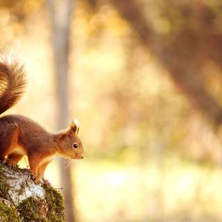 Animal spring 1920x1080 wallpaper