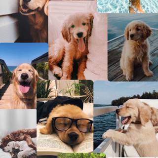 Cute puppy summer wallpaper