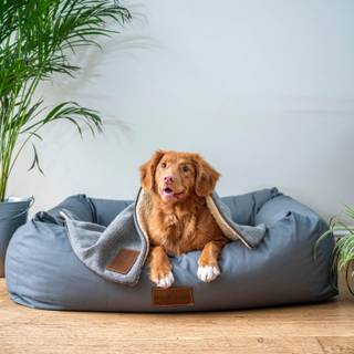 Dog beds wallpaper