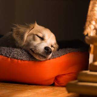 Dog beds wallpaper