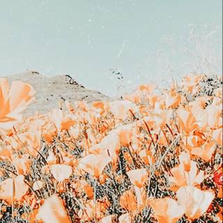 Pastel spring aesthetic wallpaper