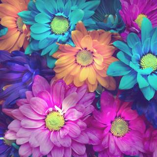 Colorful daisy wallpaper