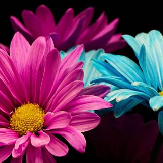 Colorful daisy wallpaper