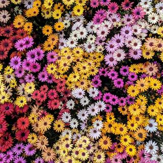Colorful daisy wallpaper
