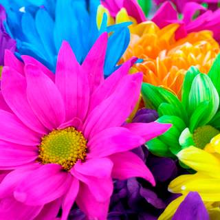 Colorful daisy wallpaper