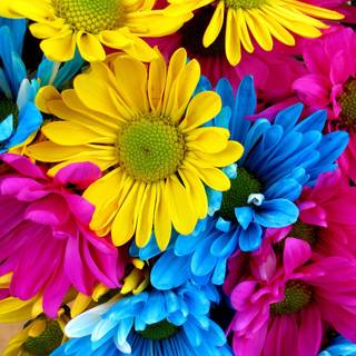 Colorful daisy wallpaper