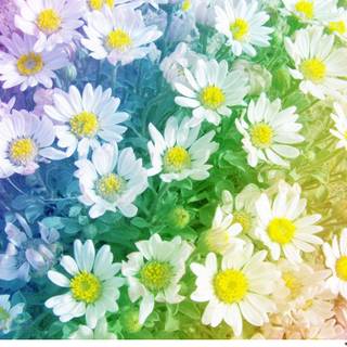 Colorful daisy wallpaper
