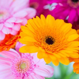 Colorful daisy wallpaper