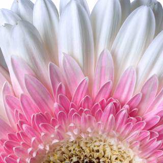 Colorful daisy wallpaper