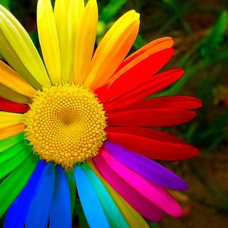 Colorful daisy wallpaper