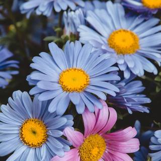 Colorful daisy wallpaper