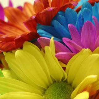 Colorful daisy wallpaper