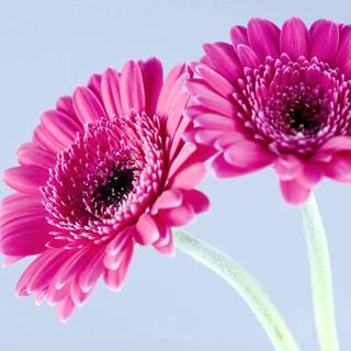 Colorful daisy wallpaper