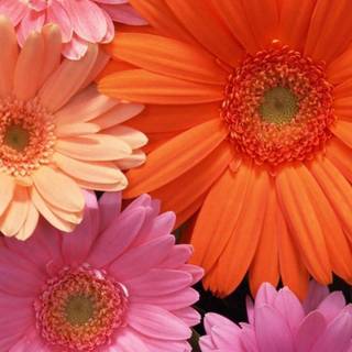 Colorful daisy wallpaper