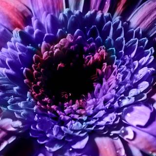 Colorful daisy wallpaper