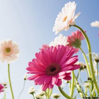 Colorful daisy wallpaper
