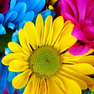 Colorful daisy wallpaper