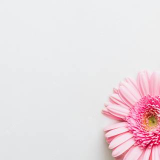 Colorful daisy wallpaper