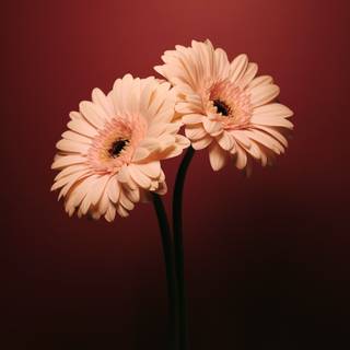 Colorful daisy wallpaper