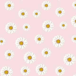 Colorful daisy wallpaper