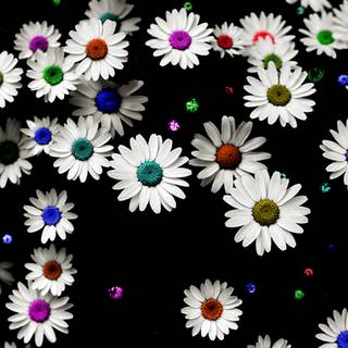 Colorful daisy wallpaper