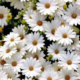 Colorful daisy wallpaper