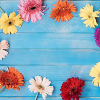 Colorful daisy wallpaper