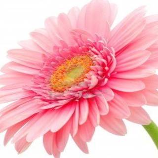 Colorful daisy wallpaper